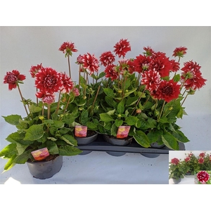 Dahlia (Decorative Grp) Labella Grande Fun Red White