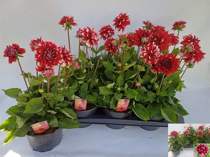 <h4>Dahlia (Decorative Grp) Labella Grande Fun Red White</h4>