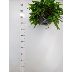 Microgramma nitida 'Monkeyhill'