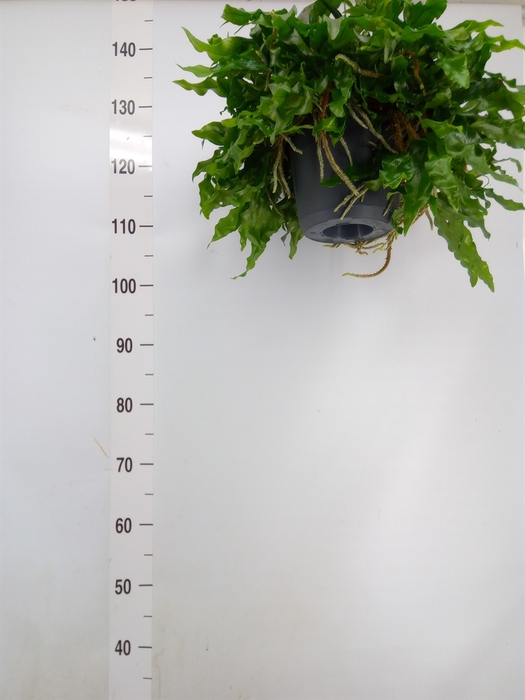 <h4>Microgramma nitida 'Monkeyhill'</h4>