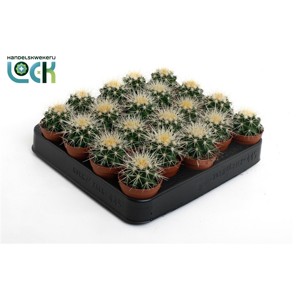 <h4>Echinocactus Grusonii</h4>