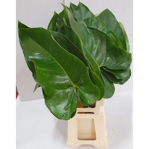 Anthurium Blad