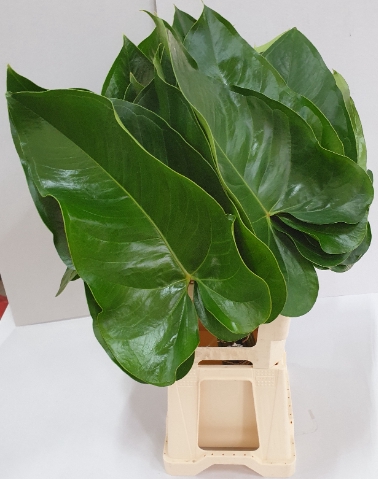 <h4>Anthurium Blad</h4>