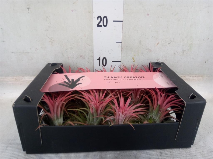 <h4>Tillandsia ionantha</h4>