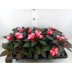 Impatiens NG 'ColPow Coral Flame'
