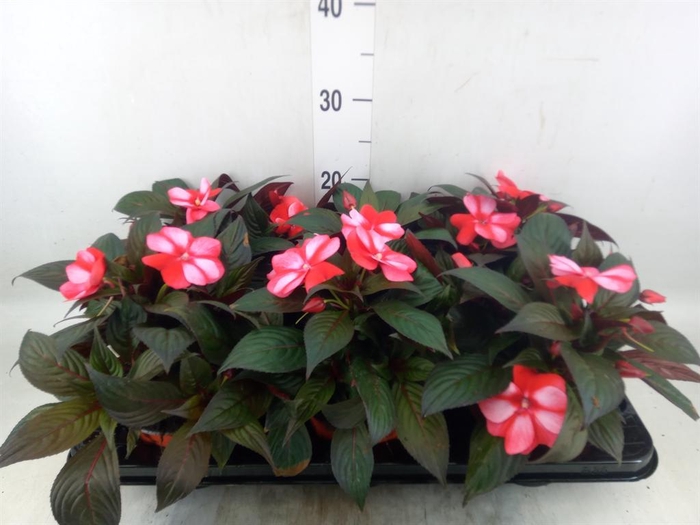 <h4>Impatiens NG 'ColPow Coral Flame'</h4>