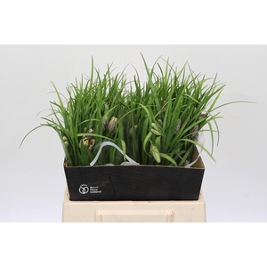 Fritillaria Meleagris