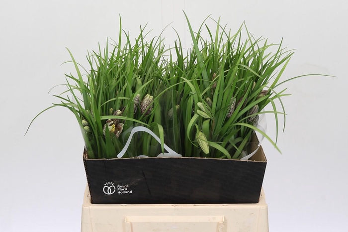 <h4>Fritillaria Meleagris</h4>