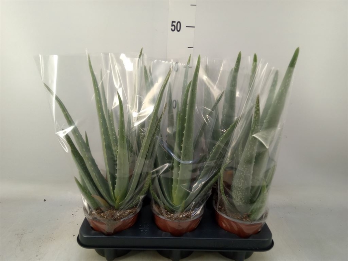 <h4>Aloe vera</h4>