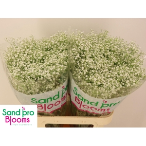 GYPS PA ZI DISCOVERY