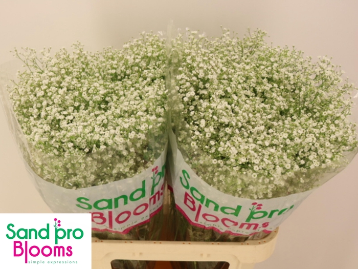 <h4>GYPS PA ZI DISCOVERY</h4>