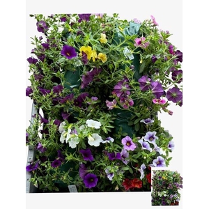 HANGING BASKETS