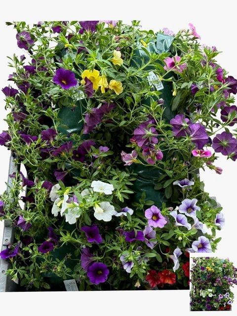 <h4>HANGING BASKETS</h4>