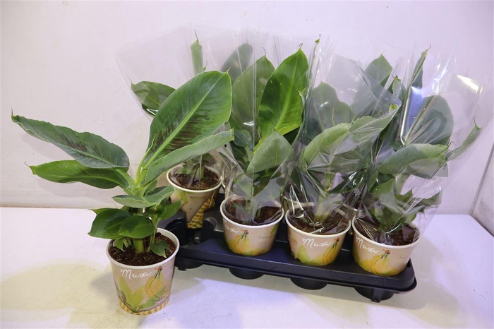 <h4>Musa Tropicana</h4>