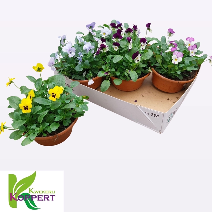 <h4>VIO CO EM GEM</h4>