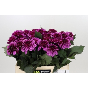 Dahlia Melissa Anne Marijke