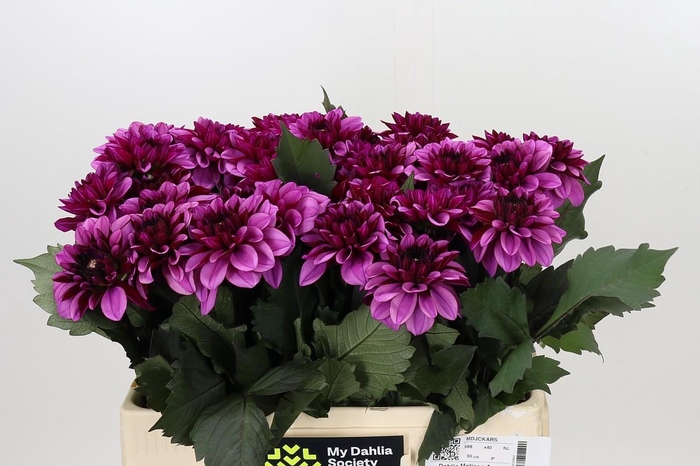 <h4>Dahlia Melissa Anne Marijke</h4>