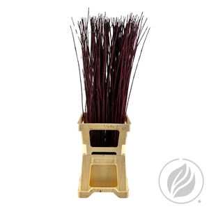 Cornus Rood Hand Bos 100 Cm