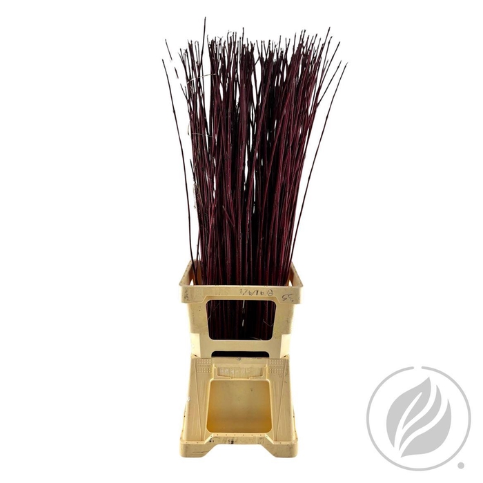 <h4>Cornus Rood Hand Bos 100 Cm</h4>