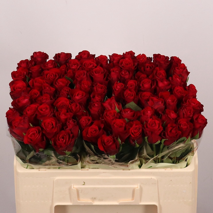 <h4>R GR RED RIBBON</h4>