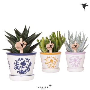 Succ Gemengd Keramiek Malaga