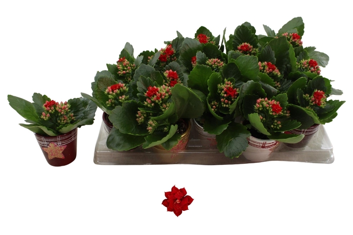 <h4>KAL GE DON JUSTINO</h4>