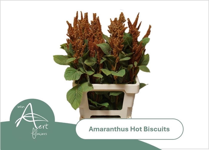 <h4>Amar Cr Hot Biscuits</h4>