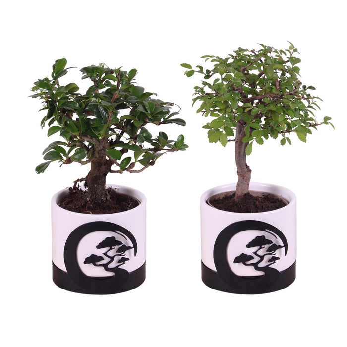 <h4>Bonsai Indoor Gemengd Keramiek</h4>
