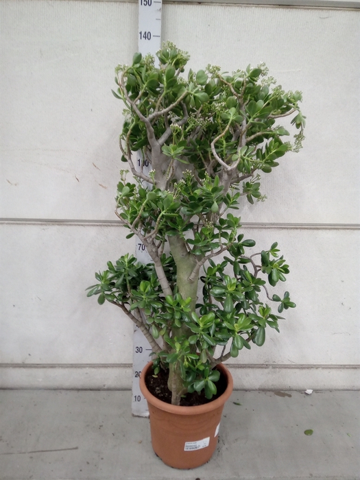 <h4>Crassula ovata</h4>