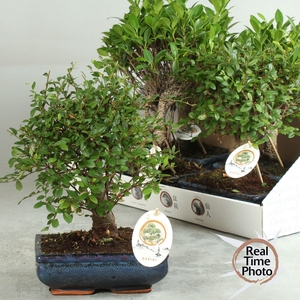 BONSAI GEM