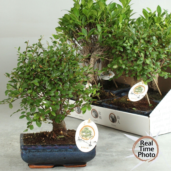 BONSAI GEM