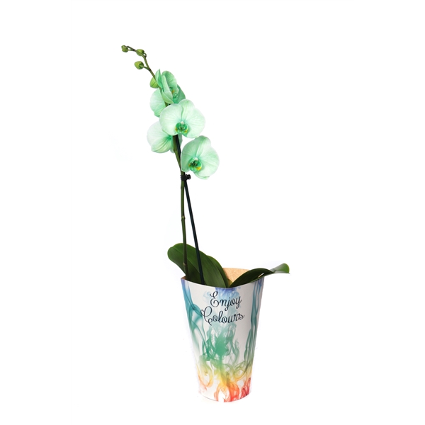 <h4>Enjoy Potcover Phal I Am Green 1T9+</h4>