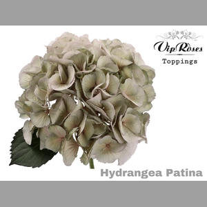 HYDR M PATINA L 60 CM