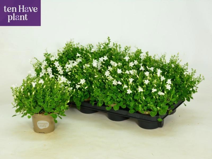 <h4>CAMP PORTO WHITE</h4>