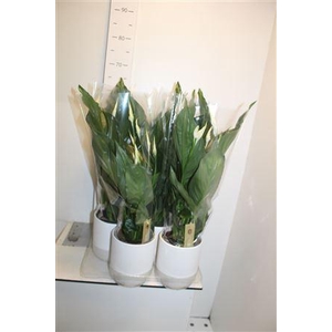 Spath Sweet Ricardo 5+ Ceramic