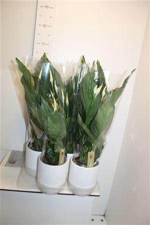 <h4>Spath Sweet Ricardo 5+ Ceramic</h4>