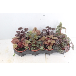 PEPEROMIA MINI C13 VARIADO