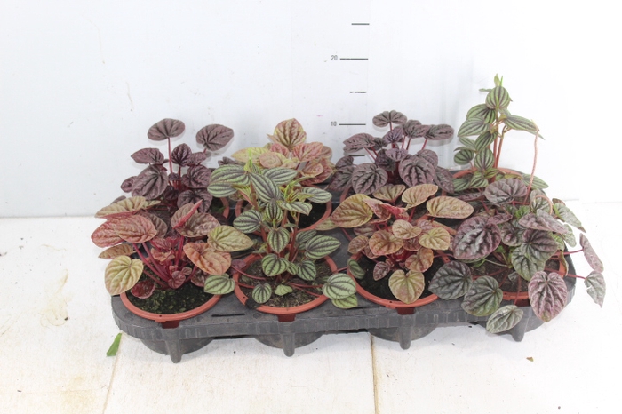 PEPEROMIA MINI C13 VARIADO