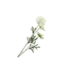 Scabiosa White
