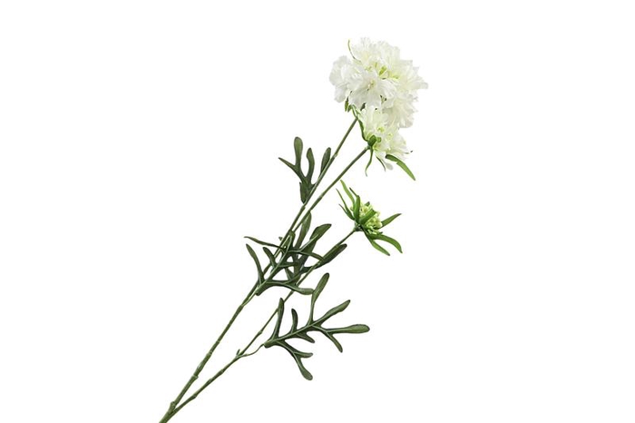 Scabiosa White