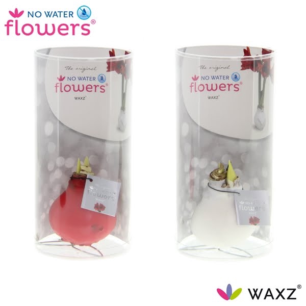 <h4>Hipp Waxbulb Kolibri Mix Koker</h4>