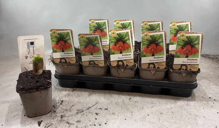 <h4>FRITILLARIA OV</h4>