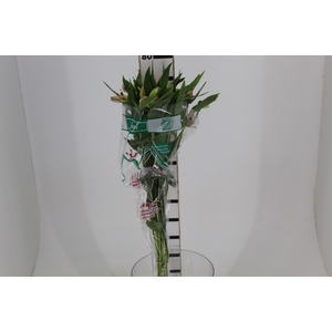 ALSTROEMERIA DUBAI 080 CM