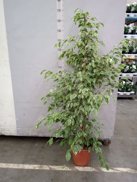 <h4>Ficus benja. 'Golden King'</h4>