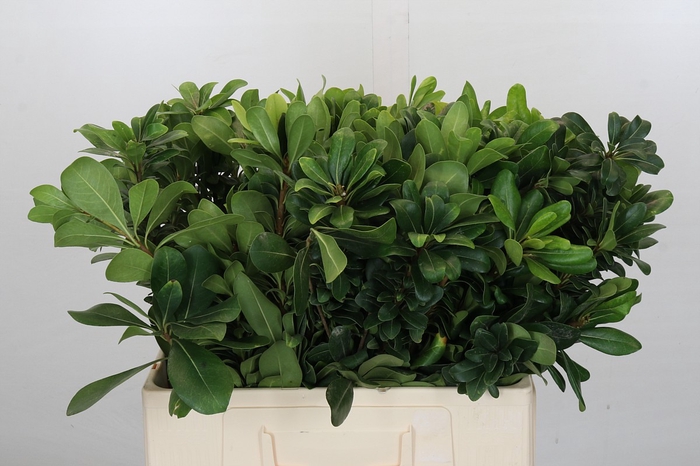 <h4>Pittosporum Nurit</h4>