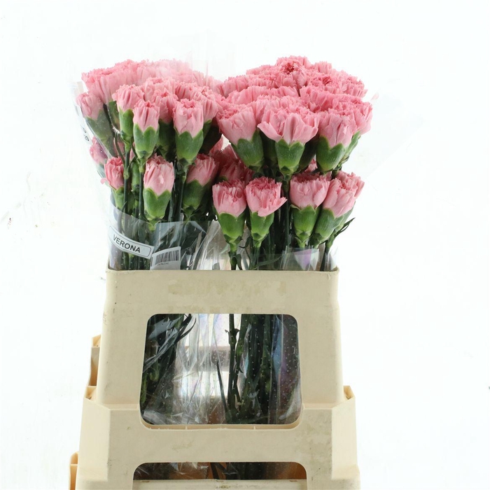 <h4>Di St Col Standard Verona Pink</h4>