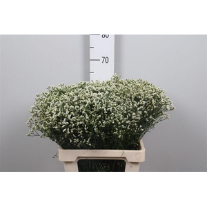 Lim Sin Sen P Colada