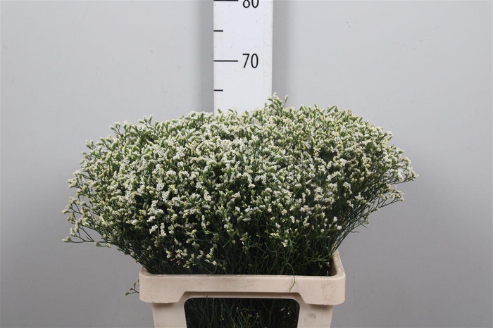 <h4>Lim Sin Sen P Colada</h4>