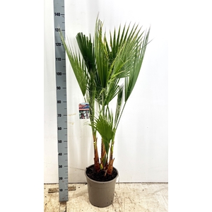 WASHINGTONIA