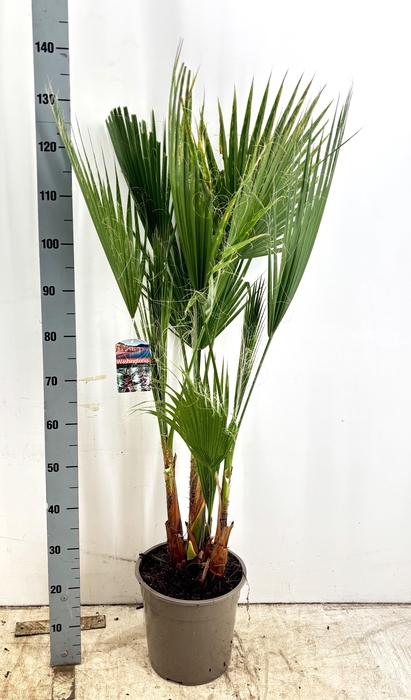 <h4>WASHINGTONIA</h4>